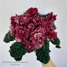 ПТ-Восточный Экспресс